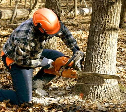 Tree Removal in Little Rock Air Force Base, AR